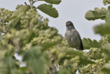 Barred Warbler