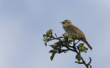 Willow Warbler (Lvsngare)