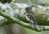 Chaffinch