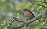 Chaffinch