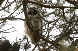 Horned Owl, chick