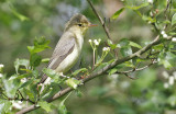 Icterine Warbler