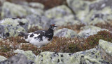 Rock Ptarmigan