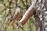 Siberian Jay