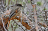 Siberian Jay (Lavskrika)