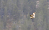 Short-eared Owl (Jorduggla)