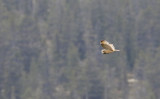 Short-eared Owl (Jorduggla)