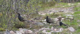 Black Grouse (Orre)