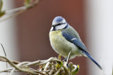 Blue Tit