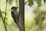 Small Spotted Woodpecker