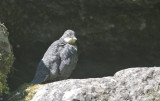 White-throated Dipper, juv (Strmstare)