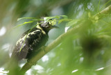 Black-buff Woodpecker