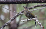 Grey-headed Woodpecker