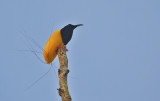 Twelve-wired Bird-of-Paradise