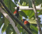 Coconut Lorikeet