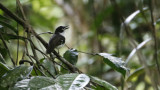 Black-sided Robin