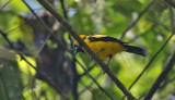Golden Monarch