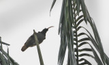 Pale-billed Sicklebill