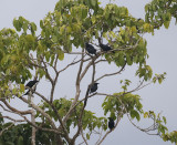 Singing Starlings