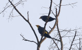 Gold-crested Myna