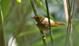 Rufous-browed Flycatcher