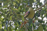Thick-billed Pigeon