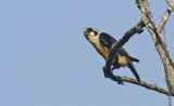 Black-thighed Falconet