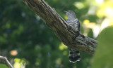 Indian Cuckoo