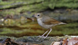 Siberian Blue Robin