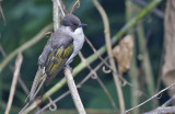 Ashy Bulbul