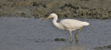 Chinese Egret