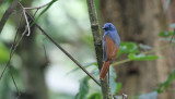 Rufous-winged Philentoma