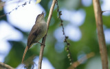 Buff-vented Bulbul