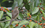 Spectacled  Bulbul