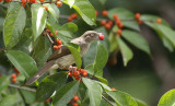 Cream-vented Bulbul