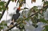 Rhinocerous Hornbill, fem