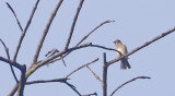 Blue-white Flycatcher, fem