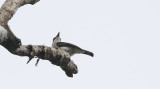Black-winged Flycatcher Shrike
