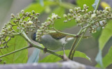 Plain Sunbird