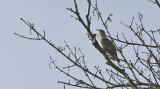 Little Bronze Cuckoo