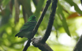 Green Broadbill