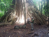 Huge tree