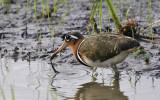 Greater Painted Snipe