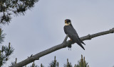 Eurasian Hobby (Lrkfalk)