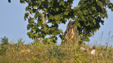 Eurasian Eagle Owl