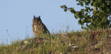 Eurasian Eagle Owl