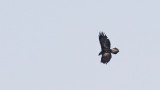 Golden Eagle