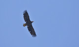 White-tailed Eagle