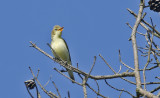 Icterine Warbler