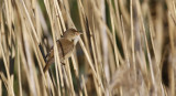 Reed Warbler